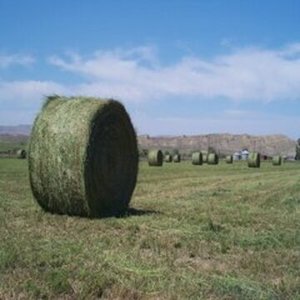 Premium alfalfa hay supplied in large bales for wholesale buyers at factory price for Sale - Product Image 3