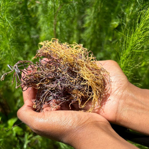 Musgo de mar seco vietnamita/Mejor precio, sin sal, 100% puro/Sra. Jessi - Product Image 6