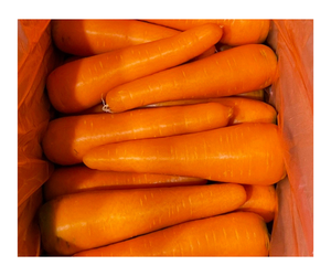 Carotte fraîche grande taille 300-350G exportation vers le Japon Corée Canada Carottes fraîches en gros bon marché - Product Image 4