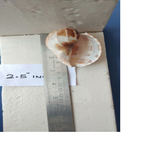 เปลือกหอยธรรมชาติเหมาะสำหรับผู้ผลิตเทียนสำหรับการสร้างเทียนหอมและเหมาะสำหรับการตกแต่งบ้านในรูปทรงที่ดี - Product Image 1