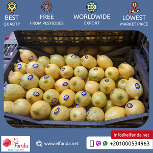 Chất lượng vượt trội, bán chạy nhất, xuất xứ Ai Cập, bán buôn, trái cây họ cam quýt tươi ngon, chanh Verna tươi ngon từ Ai Cập - Product Image 5