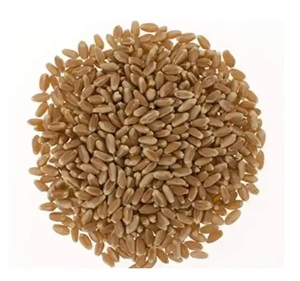 Grano de Trigo a Granel en Venta, Grano de Trigo Fresco de Alta Calidad, Ideal para Venta al por Mayor, Minorista y Uso Agrícola a Nivel Mundial - Product Image 1