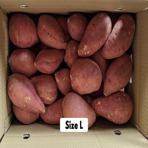 Patate douce fraîche biologique en différentes tailles de haute qualité et vente chaude en gros en gros pour l'exportation - Product Image 6