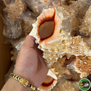 Decoración hecha a mano en Vietnam, concha marina natural, material de concha para decoración del hogar y accesorios de manualidades. - Product Image 5