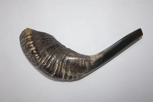 Cuerno de carnero natural de primera calidad Shofar Kosher y pulido Hecho EN LA India para fines religiosos y de soplado - Product Image 4