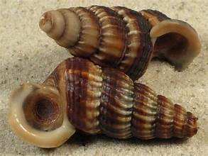 SOURCE MINÉRALE DE COQUILLE DE MER NATURELLE PURE POUR LE SYSTÈME IMMUNITAIRE SUPPORT INGRÉDIENT D'ÉTIQUETTE PROPRE - Product Image 5