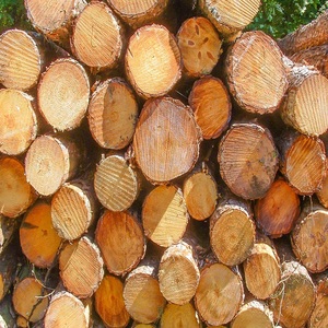 Compra troncos de pino amarillo del Sur con 30 a 40 cm de diámetro de primera calidad para productos de madera y madera de duela envío rápido - Product Image 6