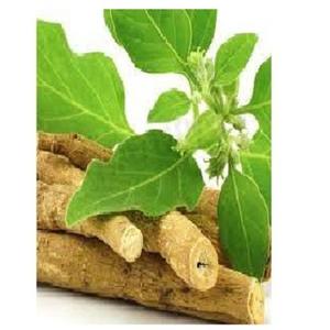 Ashwagandha ผง Ashwagandha จาก100% ออร์แกนิกธรรมชาติบริสุทธิ์ - Product Image 3
