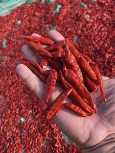 Piment séché de l'usine dirigée au Vietnam/Piment rouge séché aux épices simples de haute qualité - Product Image 3