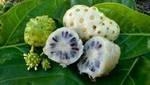 Listo para enviar Frozen Noni Fruit Supplier barato Frozen Noni Ms Angle - Product Image 6