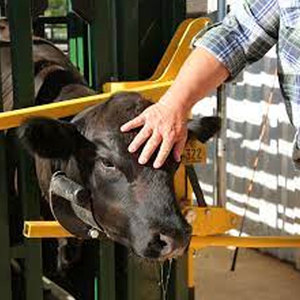 Chất lượng cao đúc sẵn bò sữa gia súc trang trại đổ bò chuồng nhà PVC màng tùy chỉnh Cấu trúc thép đa chức năng Thỏ - Product Image 5