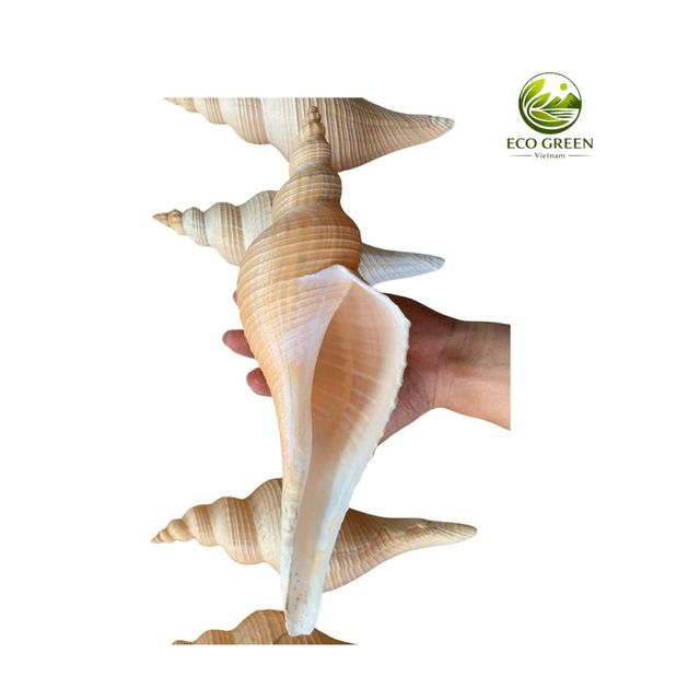 Large Natural Ocean Conch Shell Polished Decorative Seashell for Beach Theme Home Aquarium and Souvenir Gift