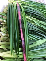 Teh Daun Pandan Kering