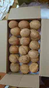 มิน่า +84 325 608 680/ เวียดนาม จัดหาเปลือกมะพร้าวคุณภาพสูง - Product Image 6