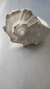 เปลือกหอยสังข์ธรรมชาติขายส่ง รูปทรงยูนิคอร์น สำหรับตกแต่งตู้ปลา ตกแต่งบ้าน มีหลายขนาด วัสดุสำหรับงานฝีมือ - Product Image 5