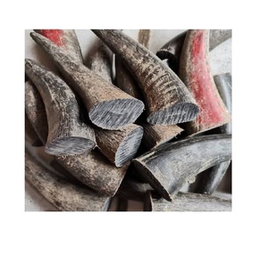 Cornes de buffle à vendre en vrac Idéal pour la fabrication de poignées de couteau Corne Art Pet Chews et projets décoratifs - Product Image 2