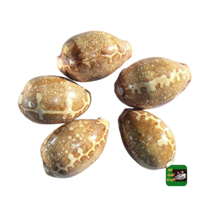 Wholesales Mini Small Golden Cowrie <strong>Shell</strong> in Stock/ Cheap Price tiger Cowrie Seashell Vietnam <strong>Supplier</strong> 99 Gold Data - Product Image 1