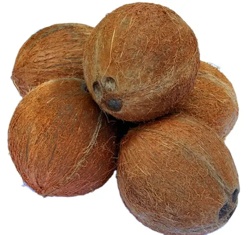 Vietnamita alta qualidade coco seco para comer exportação a granel