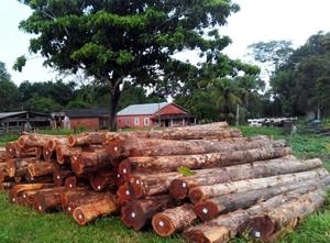 Grumes rondes en bois de teck doré séché au four-Importateur Grossiste Distributeur - Product Image 4