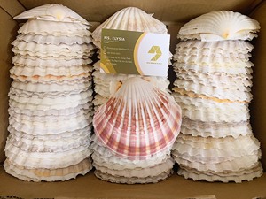 300 Piezas de Conchas Marinas Blancas Pequeñas de 1.5''-2'', Manualidades, Relleno para Jarrones, Pintura, Decoración para Bodas en la Playa, Navidad, Conchas Naturales - Product Image 3