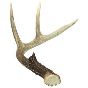 Direct Factory Durablement Naturel Daim Antler Chien Mâcher et Pour La Santé Dentaire - Product Image 6