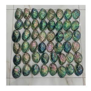 Coquillage naturel Coquillage d'ormeau poli Coquillage artisanal naturel de 99 données d'or au Vietnam pour la décoration avec la meilleure qualité - Product Image 4