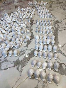 เปลือกหอยทะเลเวียดนามส่งออกปริมาณมากสำหรับการตกแต่งและเครื่องประดับ - Product Image 5