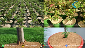 Cinta de Fibra de Coco de Alta Resistencia para Aplicaciones en Exteriores y Protección Duradera del Suelo en Obras Ambientales y Civiles - Product Image 6