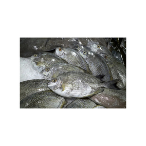 Conejo y pescado congelados a precio de descuento, disponibles para suministro al por mayor con entrega rápida - Product Image 1