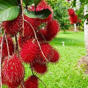 Super Delicious Premium Quality Rambutan Whole <b>Fruit</b> <b>Fresh</b> Tropical Export for Food Application. - Product Image 3