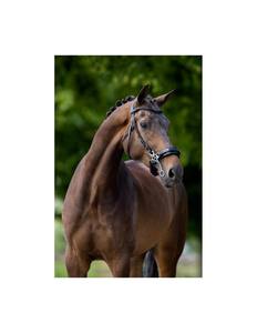 หนังบังเหียนทนทานพร้อมแผ่นรองและบังเหียนสีน้ำเงินอ่อน - Product Image 2