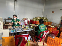 Verse Jonge Kokosnoot Brix 7-9 Kokoswater Diamant Vorm Kokosnoot Klaar Om Te Exporteren Uit Vietnam