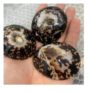 เปลือกลิมเพตธรรมชาติขัดเงาจำนวนมากสำหรับสวนทิวทัศน์ทางเดินของมหาสมุทรที่ได้แรงบันดาลใจจากการตกแต่งกลางแจ้งวัสดุที่ยั่งยืน - Product Image 3