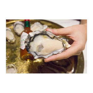 Entrega rápida de ostras kaki cultivadas con concha, listas para suministro a granel constante - Product Image 4