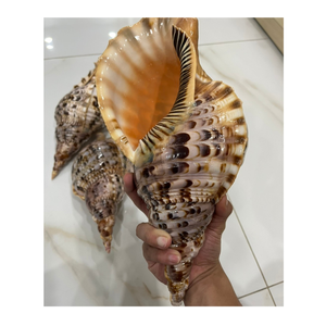 99 Gold Data Vietnam Exports Trompette Triton Shell Utilisé dans la décoration intérieure et l'artisanat Trompette Triton Shell Supply - Product Image 2