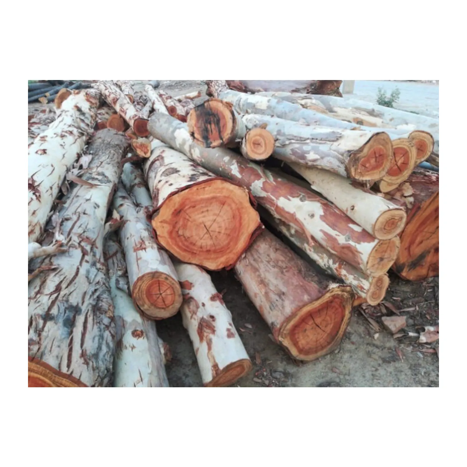 Gran oferta-troncos de madera de eucalipto a precio barato y buena calidad de VIETNAM