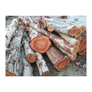 HOT SALE - Eucalyptus Wood Logs At Cheap Price And Good Quality From VIETNAM