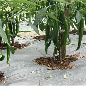Fornitura del Produttore: Film Pacciamante Argento e Nero per Serre di Pomodori, Peperoni e Fragole - Product Image 1