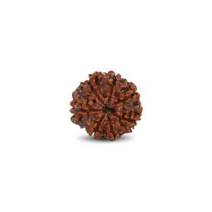 Perles de Rudraksha de 2,72 carats, 6 mm, 8 mm, 10 mm, en vrac, pour la fabrication de bijoux, bracelets, décoration, pierres perlées - Product Image 2