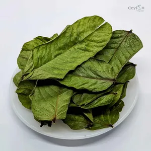 Bougie sauvage buisson/Cassia Alata Feuille Poudre pour suppléments Henné neutre ou sauvage hane senna feuille poudre avec sennnosides - Product Image 2