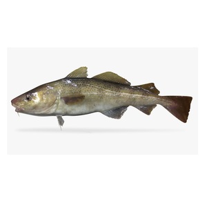 Exportador Mayorista de Bacalao del Atlántico Congelado / Filetes a Granel a Precio Económico - Product Image 2