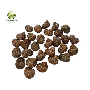 เปลือกหอยเทอร์โบสีน้ำตาลธรรมชาติสำหรับปูเสฉวน หอยมุกสีเขียวขัดเงา ขายส่งสำหรับตกแต่งตู้ปลา - Product Image 4