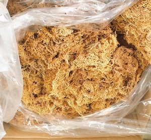 Algues séchées au soleil naturelles de couleur dorée du Vietnam-Eucheuma Cottonii séché très propre Chondrus Crispus Sea Moss - Product Image 5