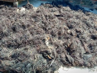 Fournisseur indien de premier plan – Poils de buffle et d'âne noirs et bruns secs, 6-20 pouces, matériau organique artisanal, artisanat naturel en agate, vente en gros