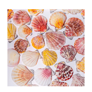 แฟลตหอยเชลล์ธรรมชาติสำหรับตกแต่งงานฝีมือลายมหาสมุทรบรรจุภัณฑ์ของขวัญ - Product Image 6