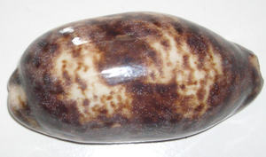 Cypraea testudenaria taille 8-10cm poli coquillage bijoux noir cauri motif coquille matériel - Product Image 3