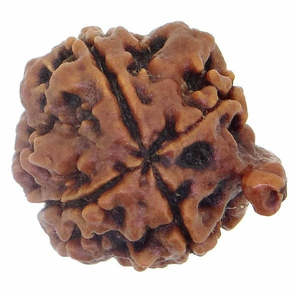 Rudraksha Nepalí Original y Certificado de 4 Mukhi Ganesha, Regalo Religioso Hindú - Product Image 1