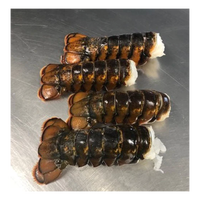 Approvisionnement en gros de homard congelé (processus BQF) entier, prix usine, qualité export, livraison rapide, commerce de gros