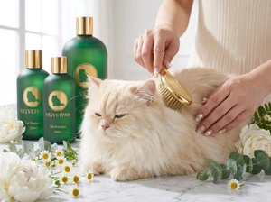 Shampoo pour chat à poils longs VELVETPAW Premium & Shampooing + Après-shampoing 2-en-1 Extrait de camomille Formule soie Pour chats persans et Maine Coon - Product Image 6