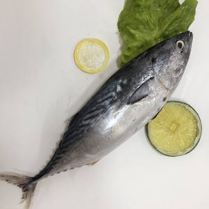 Seabream, congelador - Product Image 5